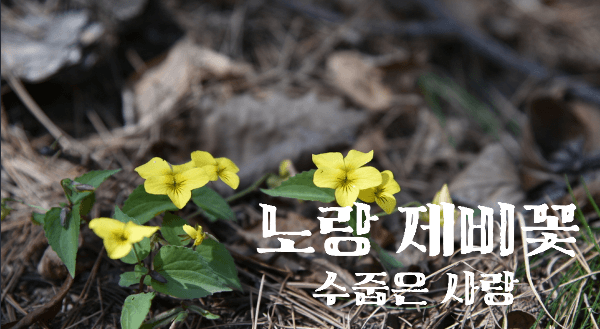 1월 9일 탄생화 노랑제비꽃 꽃말 특징 5가지