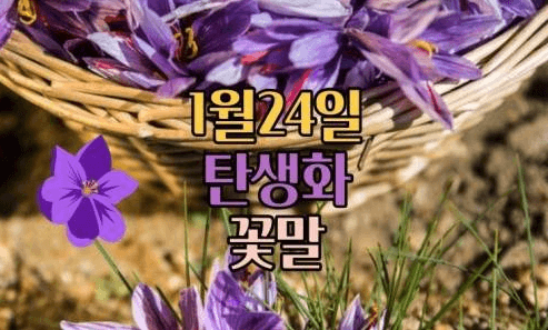 1월 24일 탄생화 샤프란 꽃말 재배법 5가지